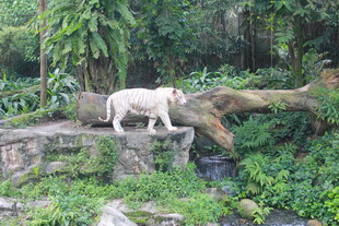 岩石上的白虎与绿植景观