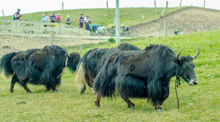 草原上的牦牛群