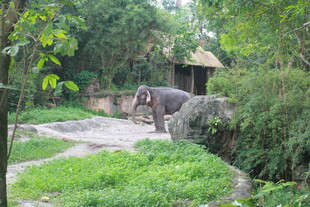 动物园中漫步的大象