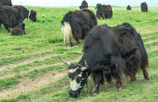 草原上的牦牛群