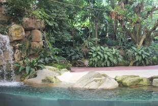 热带风情泳池景观