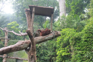 树上猴舍中的猴子