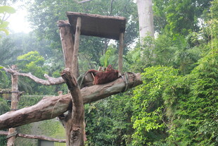 树上栖息的鸟儿与木质结构