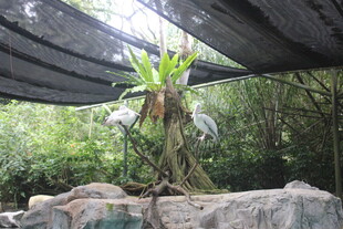 岩石上的绿植景观