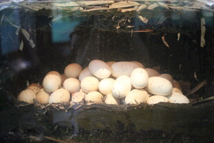 母鸡窝中的鸡蛋