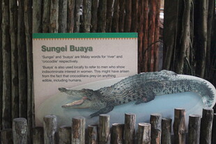 展示中的海狸鼠标本