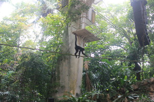 林中黑猴攀爬于石柱间