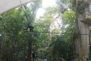 雨林中挂在绳索上的黑猩猩