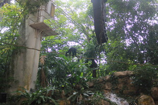 林中古碑 隐于葱郁草木间