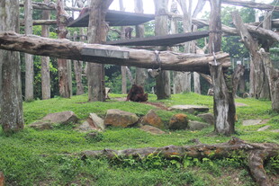 林间木质景观 自然野趣