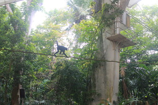 森林中树上的猴子