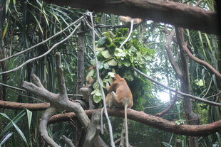 林间猴子栖息于繁茂树枝