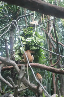 丛林中盘绕的繁茂藤蔓