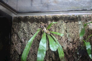 石壁上生长的翠绿植物