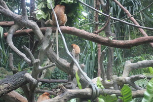 丛林中盘绕的繁茂树枝