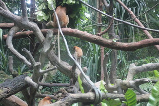 丛林中交错的繁茂树枝