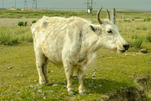 草原上的白色牦牛