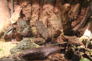 室内蜥蜴栖息场景展示