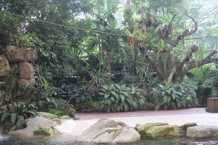 绿意盎然的自然景观庭院