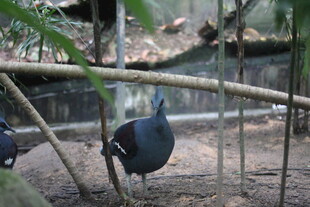 围栏内的黑色鸟类