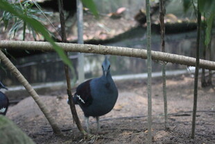 林间漫步的黑羽鸟