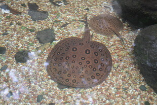 海底的斑点魟鱼