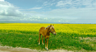 田野中独站的棕色骏马