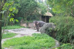 动物园中的大象栖息场景