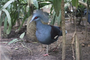蓝紫色水鸟立于林间