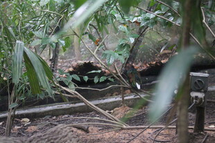 丛林中的神秘野生动物