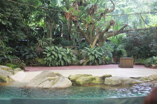 热带风情中的泳池景观