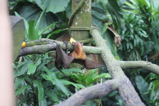 树枝上的可爱小猴子