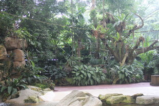 繁茂绿植环绕的自然小径