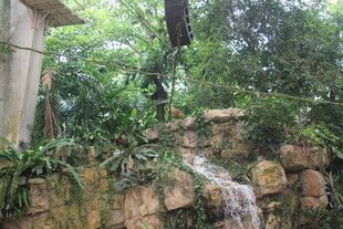 庭院中的迷你瀑布景观