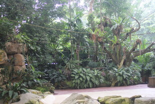 室内绿意盎然的植物景观