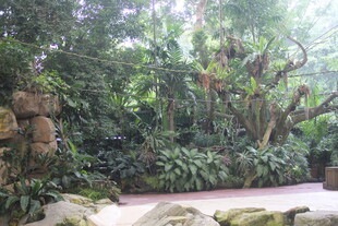 热带雨林景观 绿植繁茂