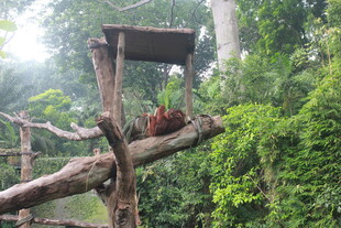 雨林中枝头栖息的鲜艳鸟儿