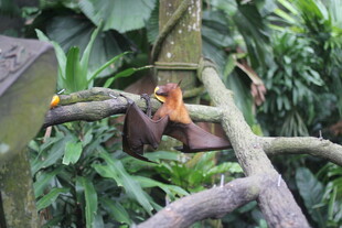 树上的红毛猩猩