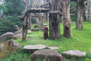 林间石径 古朴自然景致