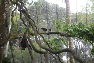 丛林中交错缠绕的繁茂树枝