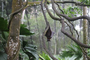 雨林中悬挂的奇特植物