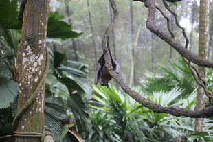 雨林中悬挂的神秘藤蔓