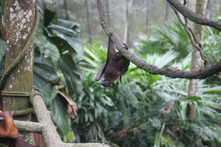 雨林中倒挂的神秘动物