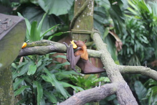 树上的猴子与繁茂绿植