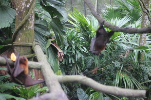 雨林中悬挂的特色灯具
