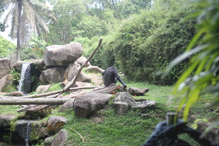 户外自然景观中的岩石绿植