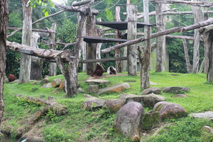 丛林中的木质游乐设施