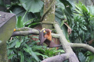 树上的猴子与繁茂绿植