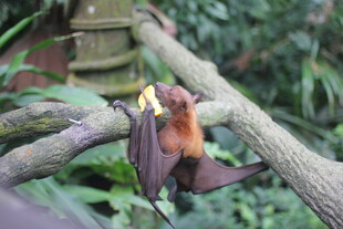 树上倒挂的狐蝠