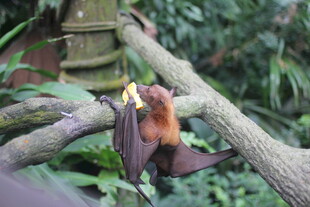 挂在树枝上的长鼻猴